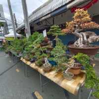 เดินตลาดต้นไม้ ตลาดนัดสวนจตุจักร