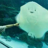 พิพิธภัณฑ์สัตว์น้ำท่าเรือนาโกย่า 名古屋港水族館
