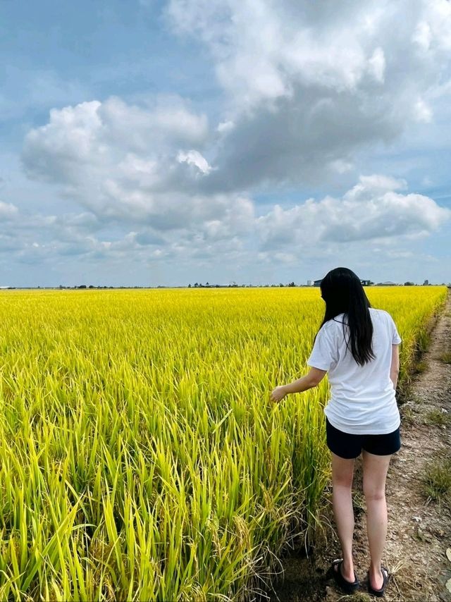 Up close with Sekinchan paddy fields