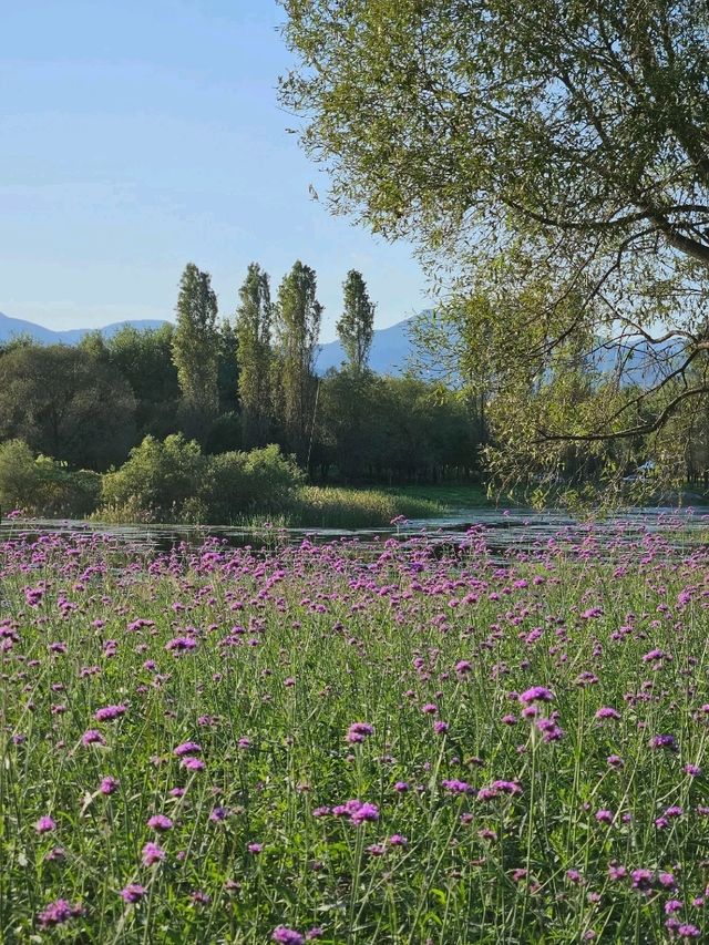 서울근교 당장 가야할 꽃동산 🌺 가평 자라섬