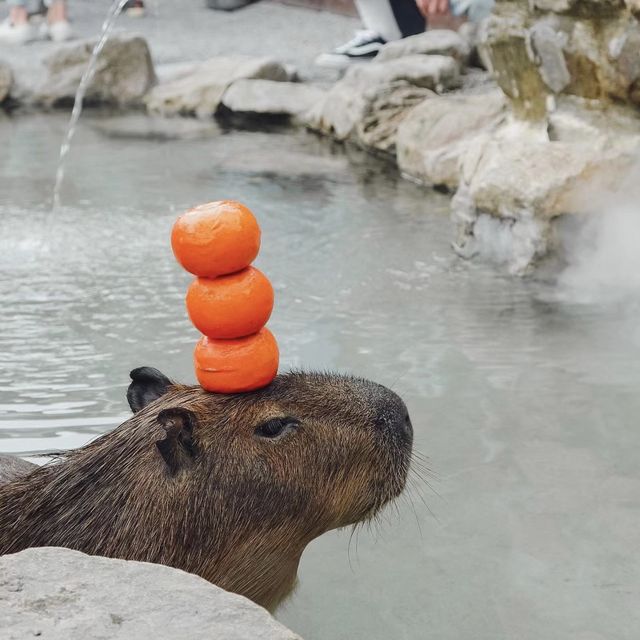 🤩張美阿嬤農場👍小可愛互動樂園🐷🦌🦘 