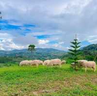 แลนด์มาร์คแห่งใหม่ ถ่ายรูปกับน้องแกะน่ารักๆบนดอย🐑🐏