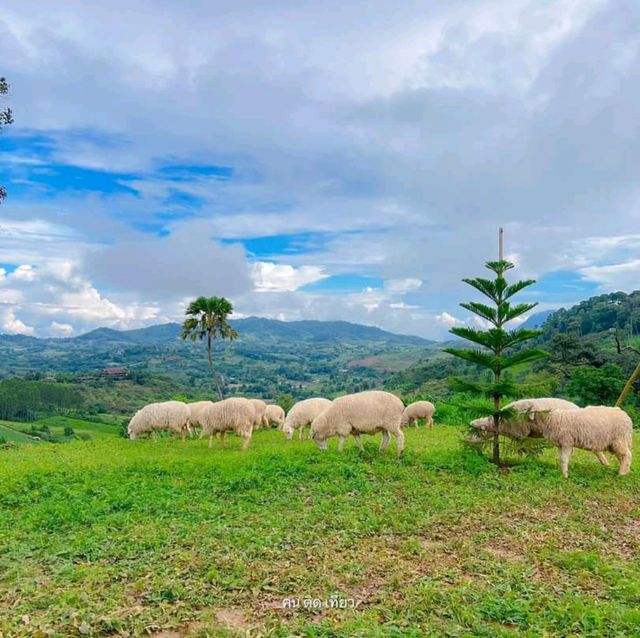 แลนด์มาร์คแห่งใหม่ ถ่ายรูปกับน้องแกะน่ารักๆบนดอย🐑🐏