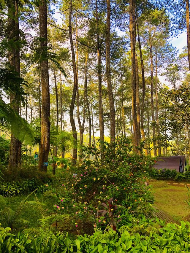 The Beautiful Orchid Forest 🌳😍