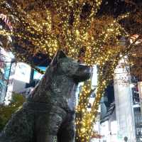 สุนัขผู้ซื่อสัตย์กับใบไม้แดง Shibuya, Tokyo