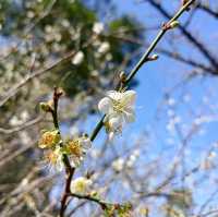 桃園復興景點_2024梅花季_梅園