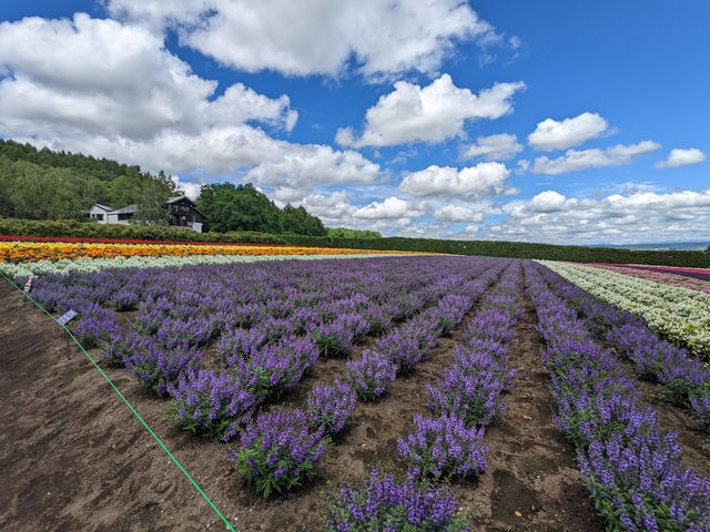 Farm Tomita