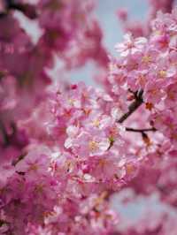 【京都】関西一の河津桜スポット🌸