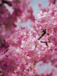 関西一の河津桜スポット🌸