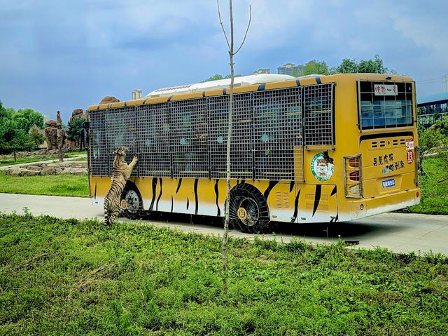 Siberia Tiger Park in Harbin