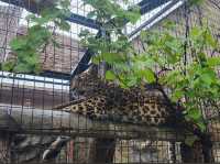 Asahiyama Zoo 