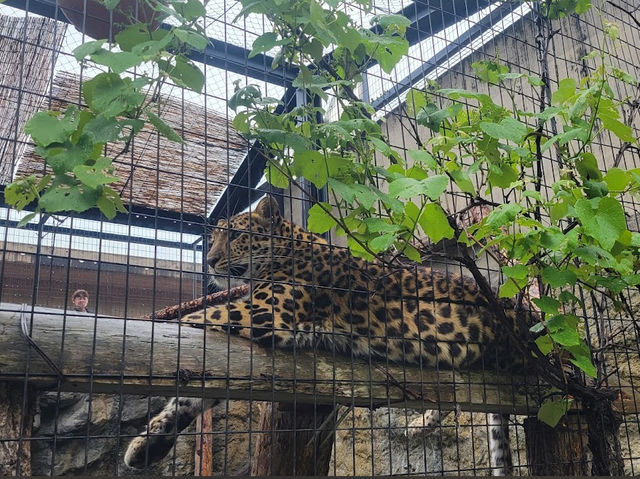 Asahiyama Zoo 