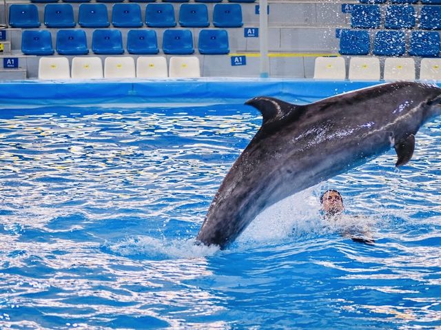 Dolphinarium Pattaya 