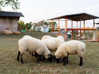 Merino Sheep Farm น้องแกะน่ารัก 