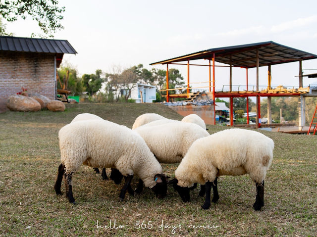 Merino Sheep Farm น้องแกะน่ารัก 