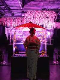 アートアクアリウム美術館 GINZA  『めっちゃ桜2024』🌸🐠🌸🐠🌸 