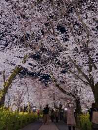 【京都×桜】江戸時代から伝わる夜桜✨京都市内でも珍しい「桜×菜の花」が見れる神社を紹介⛩️