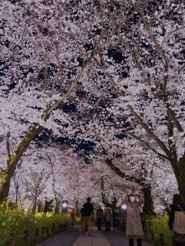 【京都×桜】江戸時代から伝わる夜桜✨京都市内でも珍しい「桜×菜の花」が見れる神社を紹介⛩️