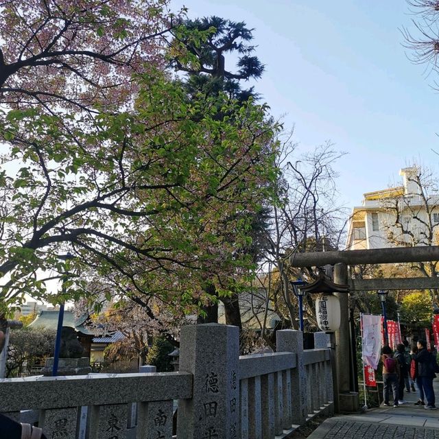 上野公園・花園稲荷神社の桜🌸