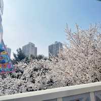 🌸Everland สวนสนุก🎡 ที่มีซากุระ🌸