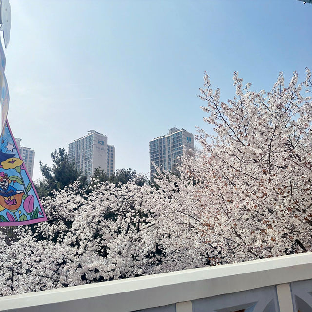 🌸Everland สวนสนุก🎡 ที่มีซากุระ🌸