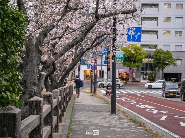 ชมพูหวานแหว่ว ที่สวน Maizuru ฟูกุโอกะ ญี่ปุ่น