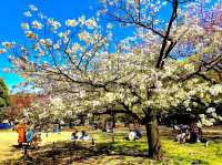Cherry Blossoms Garden 