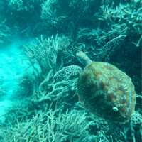 Great barrier reef! 