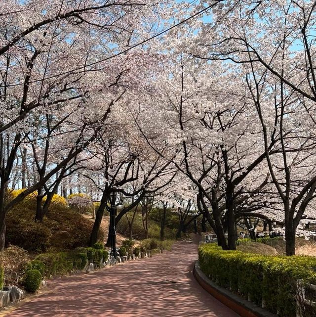 Discovering Seoul's Cherry Blossom Hotspots