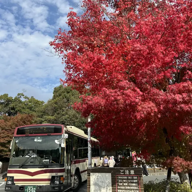 日本京都嵐山😍楓葉