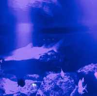 【写真映えする水族館★】すみだ水族館