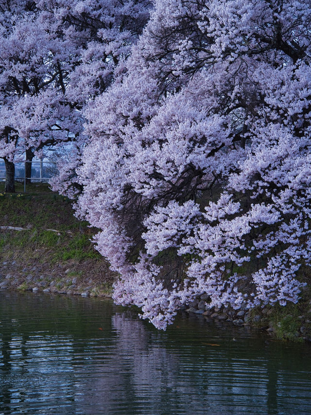 【長野・桜】まさに穴場の絶景✨リフレクションと残雪×桜はここ‼️