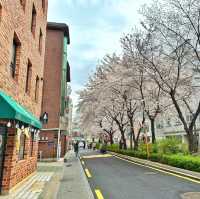 延南洞弘大賞櫻 咖啡店hopping 🌸