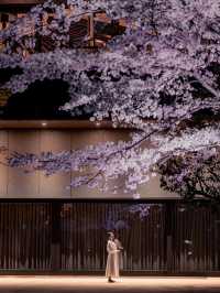 【桜が満開の今オススメ！🌸】八芳園の桜ライトアップがとても綺麗！✨