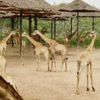 🇹🇭 Wild Adventures Awaits at Safari World 