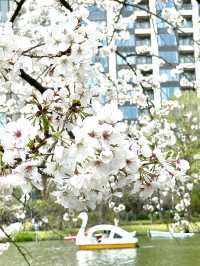 【不忍池/東京都】大きな池と桜の絶景スポット