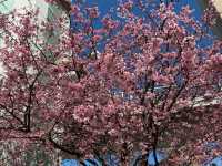 【東京人少賞櫻🌸地點】汐入公園🏞️人🧍‍♀️🧍少少，可以盡情影櫻花🌸