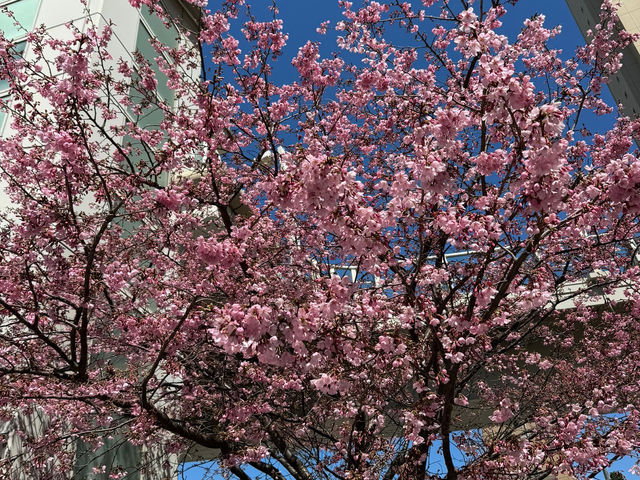 【東京人少賞櫻🌸地點】汐入公園🏞️人🧍‍♀️🧍少少，可以盡情影櫻花🌸