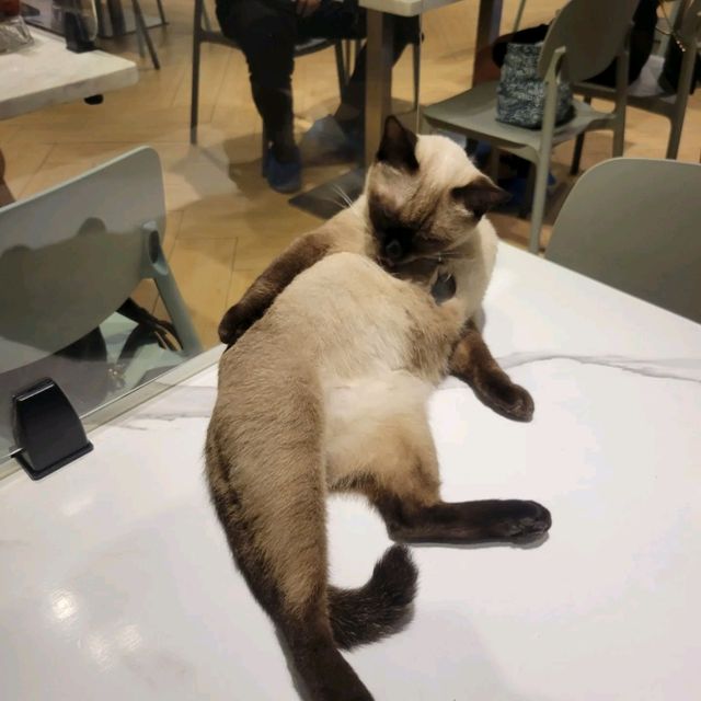 打卡超治癒貓Cafe🐱 品種繁多嘅貓貓😍