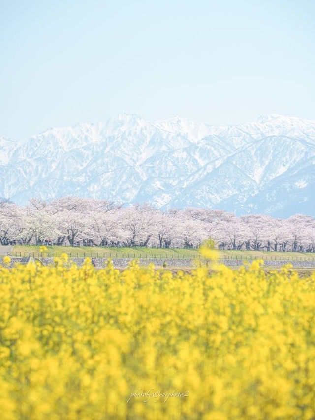 富山　春の四重奏