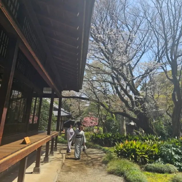 Exhibiting Sakuras at the Museum 🖼️ 🌸