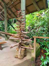 Daintree National Park