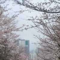 【釜山溫泉川市民公園】春日櫻花隧道，絕對是春遊首選！