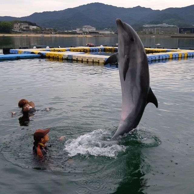 日本ドルフィンセンター