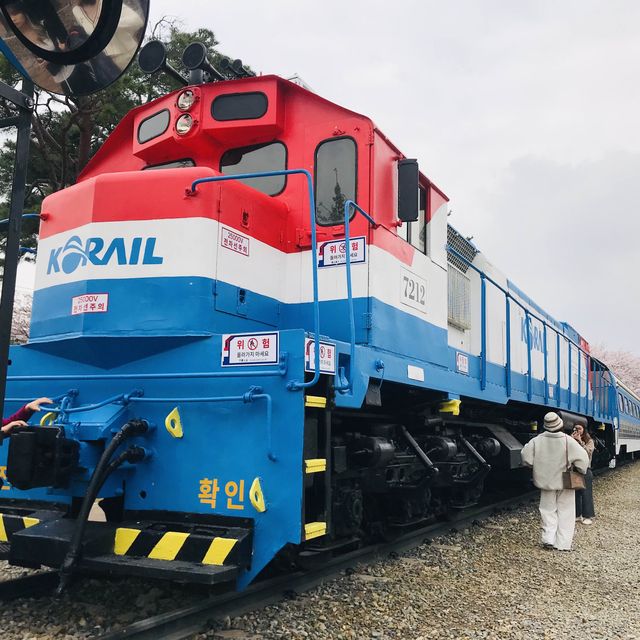 20240404韓國鎭海慶和火車站和余佐川的櫻花爆炸盛開