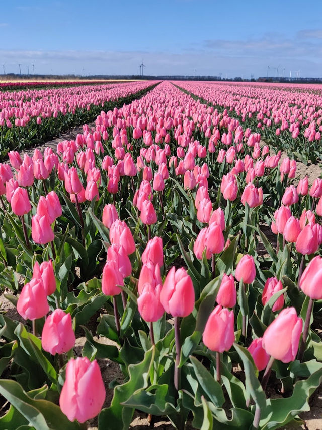 Foundation Tulip Route Dronten