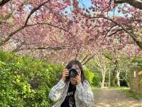 부산 겹벚꽃 제일 예쁜 민주공원🌸