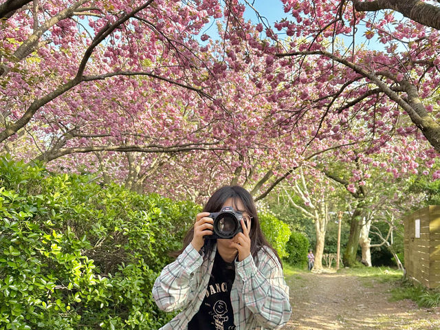 부산 겹벚꽃 제일 예쁜 민주공원🌸