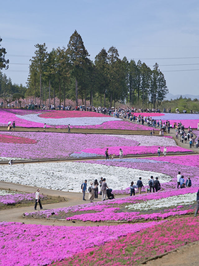 【埼玉】GWのスタートを特急列車に乗って行こう‼️秩父にあるピンクの絶景✨※ほか観光情報付き