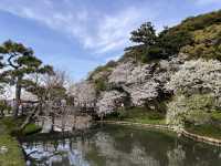 桜が楽しめる三溪園@横浜　〜春〜　🌸